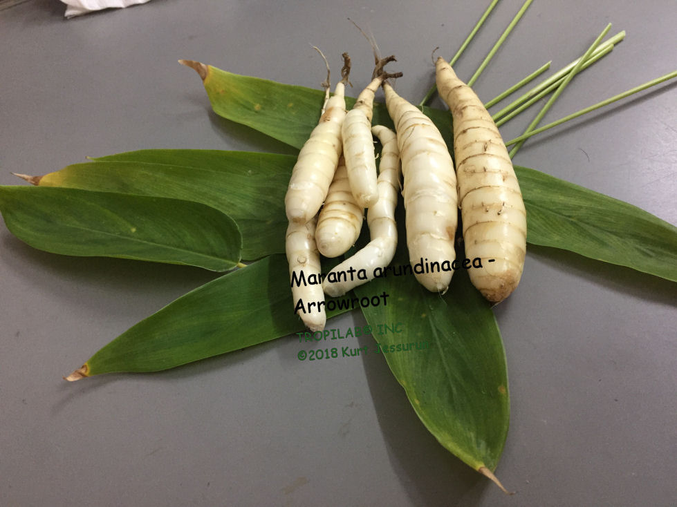 Maranta arundinacea - Arrowroot